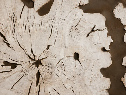 Obra Salvaged Burl Coffee Table Living Room Steel Base Cocktail Table Wood Center Tea Table